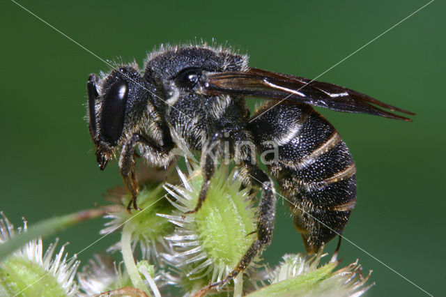 cuckoo bee (Stelis punctulatissima)