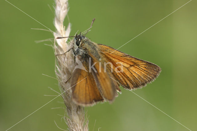 Geelsprietdikkopje (Thymelicus sylvestris)