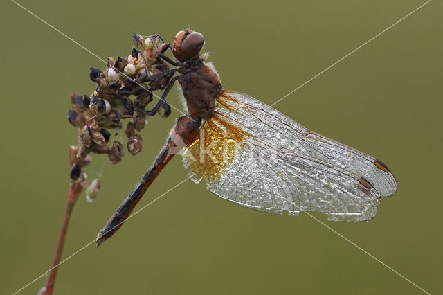 Geelvlekheidelibel (Sympetrum flaveolum)