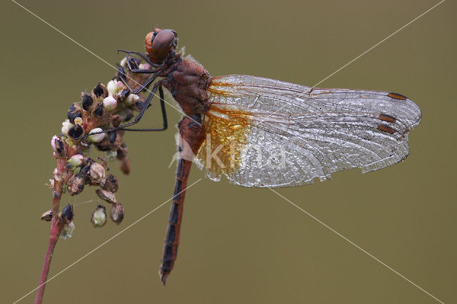 Geelvlekheidelibel (Sympetrum flaveolum)