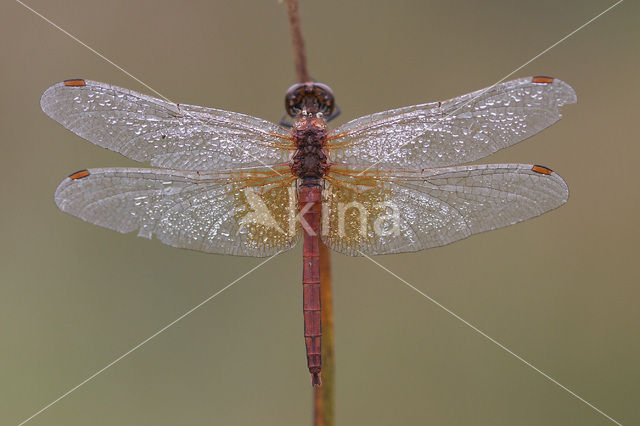 Geelvlekheidelibel (Sympetrum flaveolum)