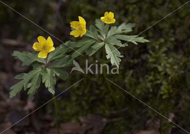 Yellow Anemone (Anemone ranunculoides)