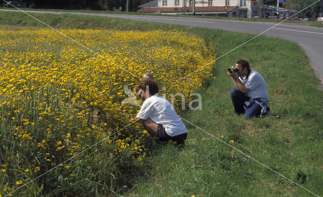 Gele ganzenbloem (Chrysanthemum segetum)