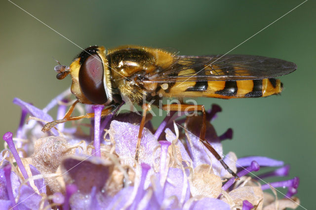 Hover fly (Eupeodes latifasciatus)