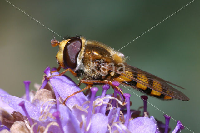Hover fly (Eupeodes latifasciatus)