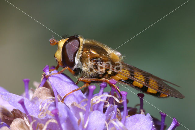 Gele kommazwever (Eupeodes latifasciatus)