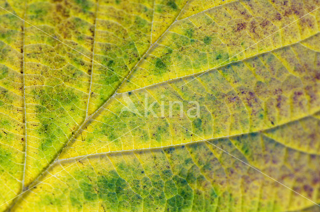 Cornelian Cherry (Cornus mas)