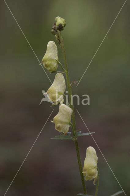 Gele monnikskap (Aconitum vulparia)