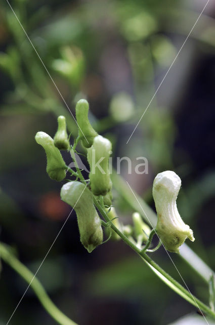 Gele monnikskap (Aconitum vulparia)