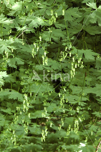 Gele monnikskap (Aconitum vulparia)