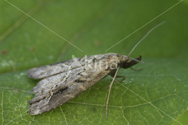 Gepijlde micro-uil (Schrankia costaestrigalis)