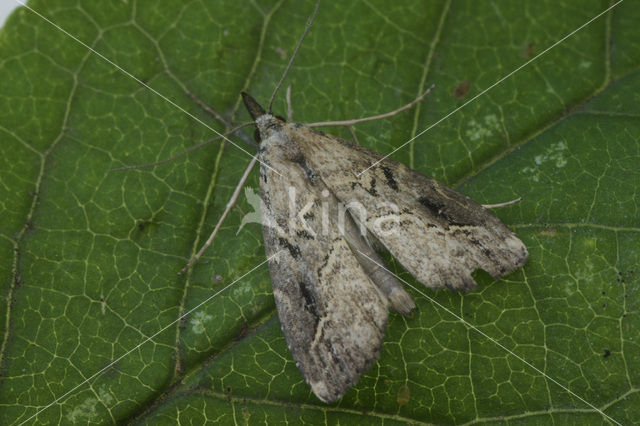 Gepijlde micro-uil (Schrankia costaestrigalis)