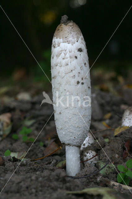 Geschubde inktzwam (Coprinus comatus)