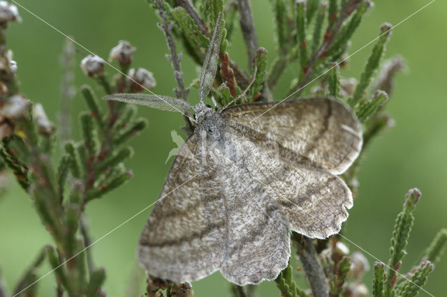 Grass Wave (Perconia strigillaria)