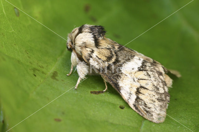 Gestreepte tandvlinder (Drymonia dodonaea)