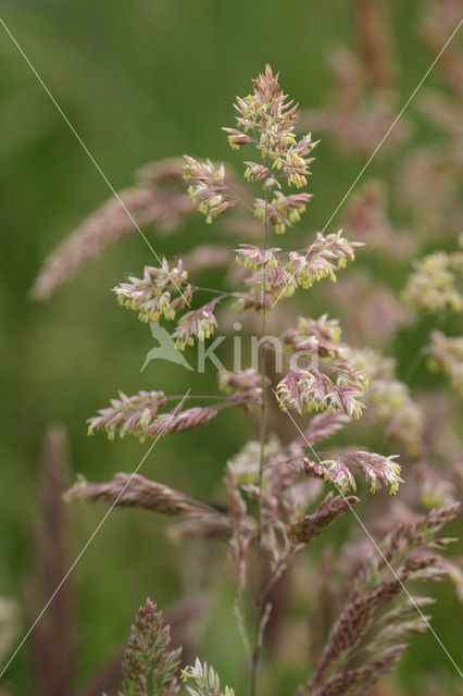 Gestreepte witbol (Holcus lanatus)