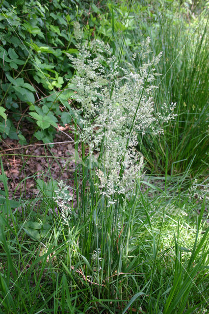 Yorkshire-fog (Holcus lanatus)