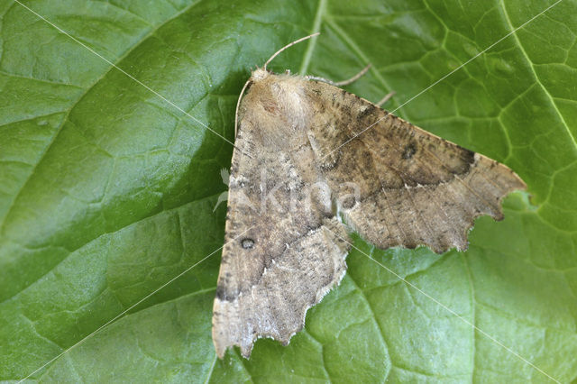 Scalloped Hazel (Odontopera bidentata)