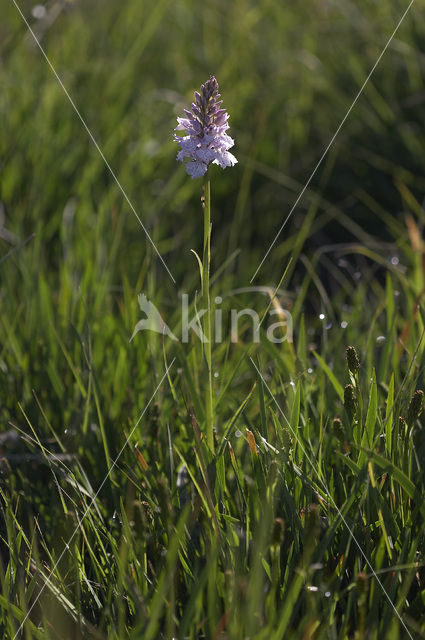 Gevlekte orchis (Dactylorhiza maculata)