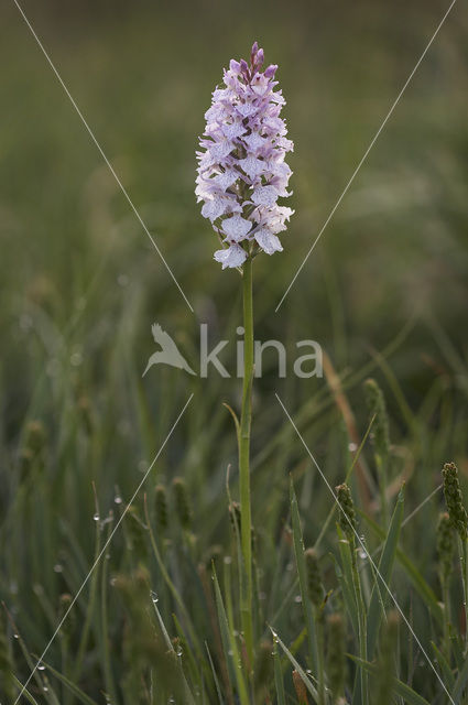 Gevlekte orchis (Dactylorhiza maculata)