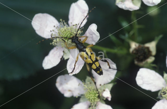 Spotted Longhorn Beetle (Leptura maculata)