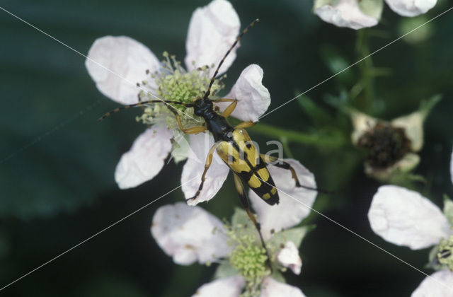 Gevlekte Smalbok (Leptura maculata)