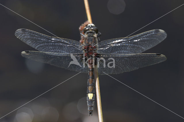 Large White-faced Darter (Leucorrhinia pectoralis)