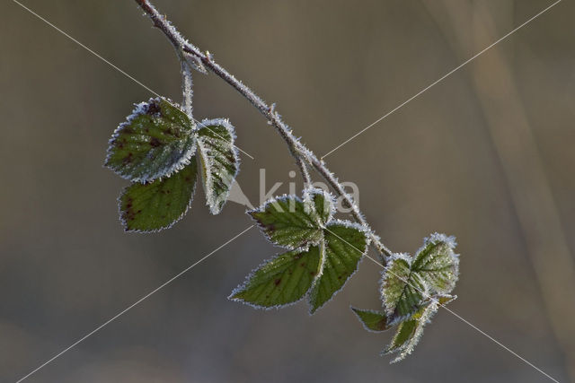 Gewone braam (Rubus fruticosus)