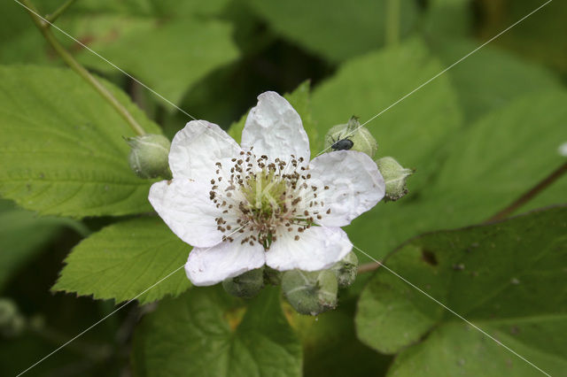 Gewone braam (Rubus fruticosus)