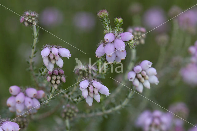 Cross-leaved Heather (Erica tetralix)