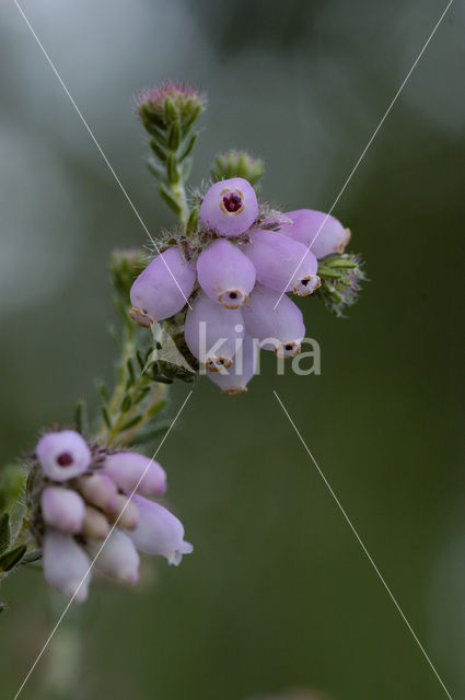 Cross-leaved Heather (Erica tetralix)