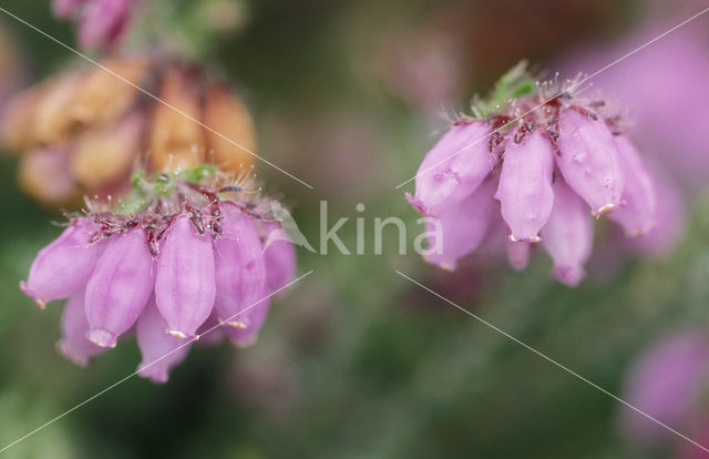 Cross-leaved Heather (Erica tetralix)