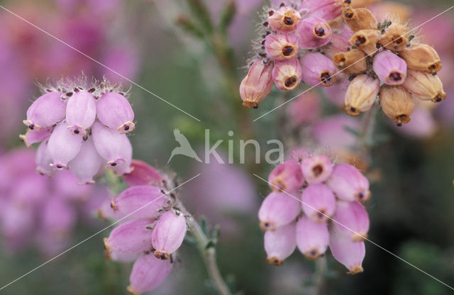 Cross-leaved Heather (Erica tetralix)