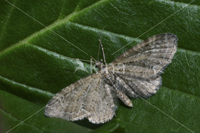 Common Pug (Eupithecia vulgata)