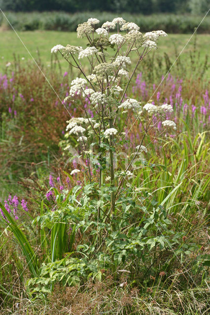 Wild Angelica (Angelica sylvestris)