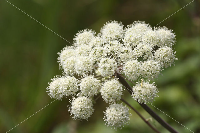 Gewone engelwortel (Angelica sylvestris)