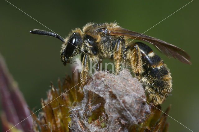 Slender Mining Bee (Lasioglossum calceatum)