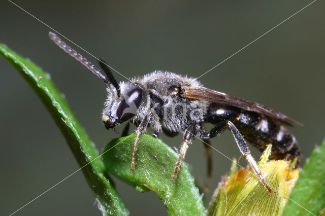 Slender Mining Bee (Lasioglossum calceatum)