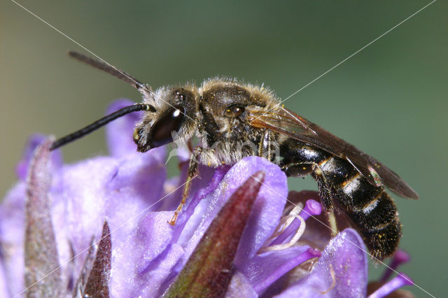 Slender Mining Bee (Lasioglossum calceatum)