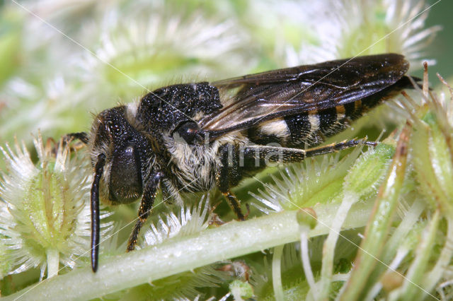 Coelioxys inermis