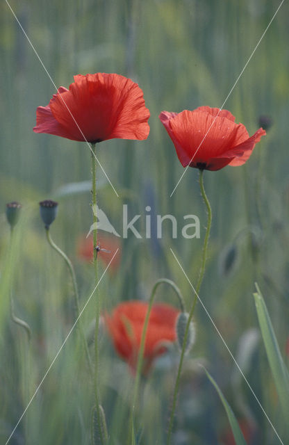 Gewone klaproos (Papaver rhoeas)