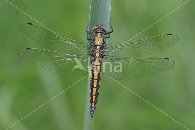 Black-tailed Skimmer (Orthetrum cancellatum)