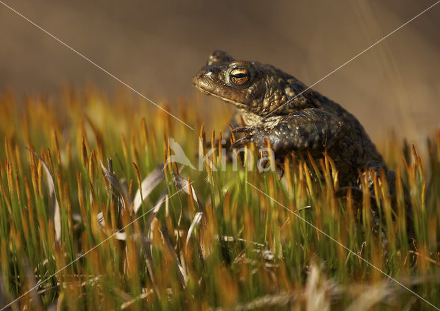 Common Toad (Bufo bufo)