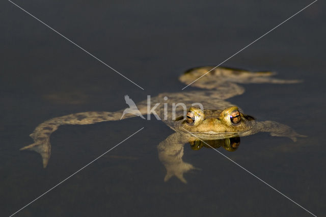 Common Toad (Bufo bufo)