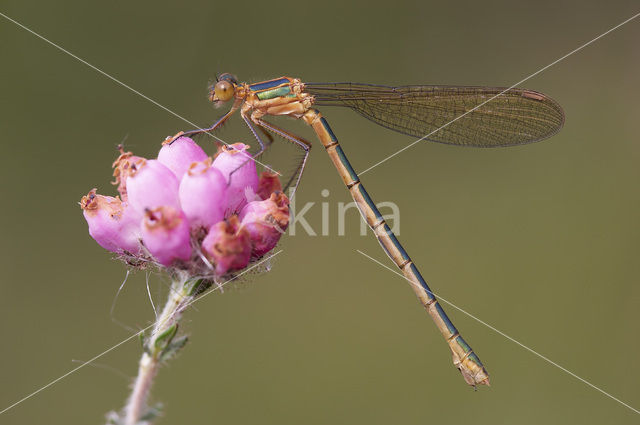Emerald Damselfly (Lestes sponsa)