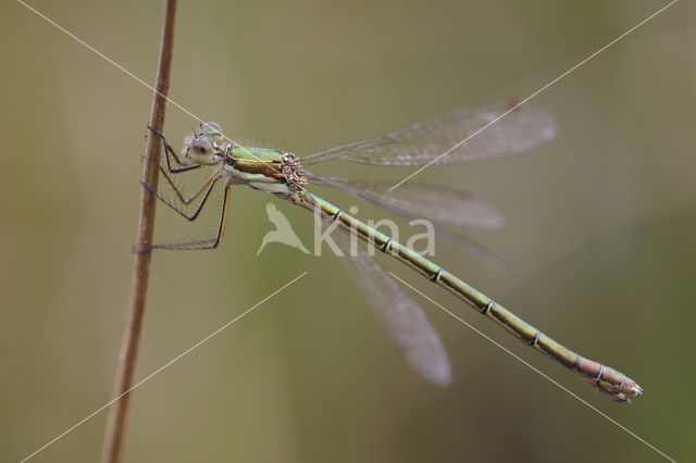 Gewone pantserjuffer (Lestes sponsa)