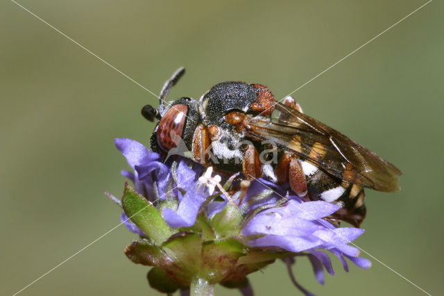 Gewone viltbij (Epeolus variegatus)