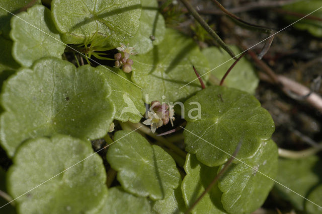 Gewone waternavel (Hydrocotyle vulgaris)