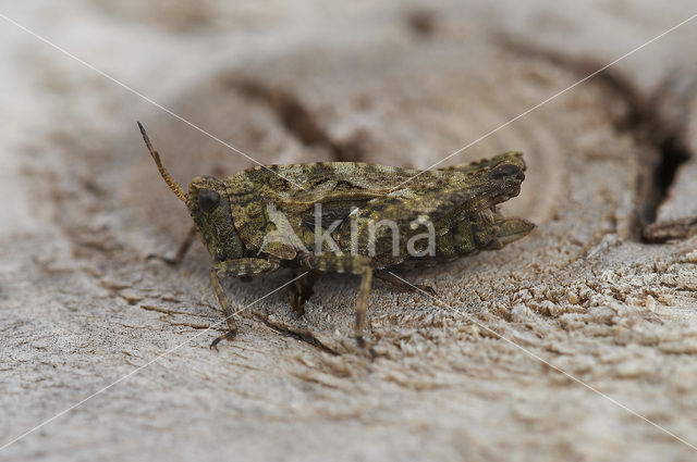 pygmy Ground-hopper (Tetrix undulata)