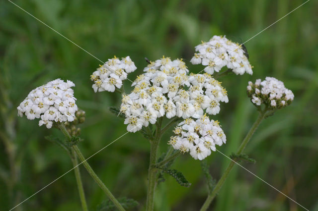 Gewoon duizendblad (Achillea millefolium)